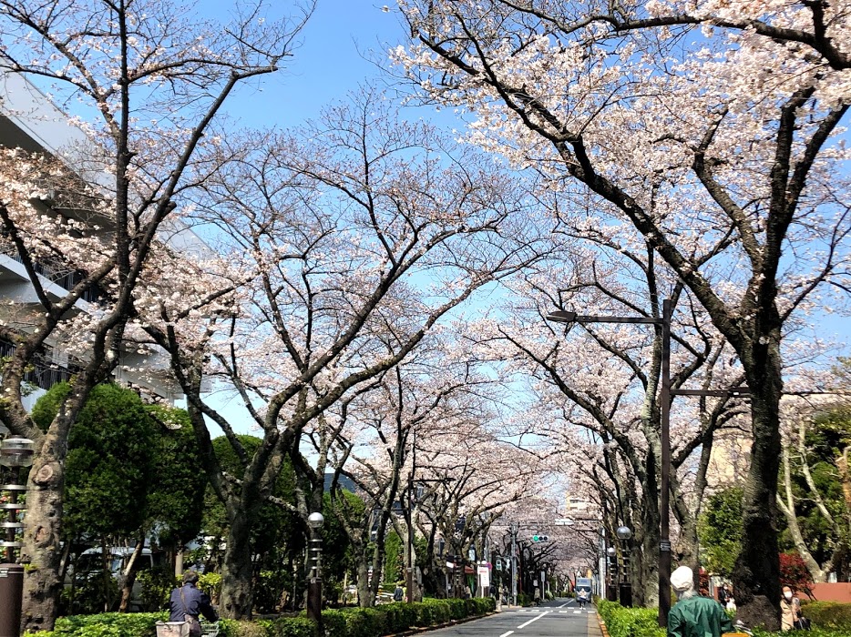 桜通りの桜トンネル