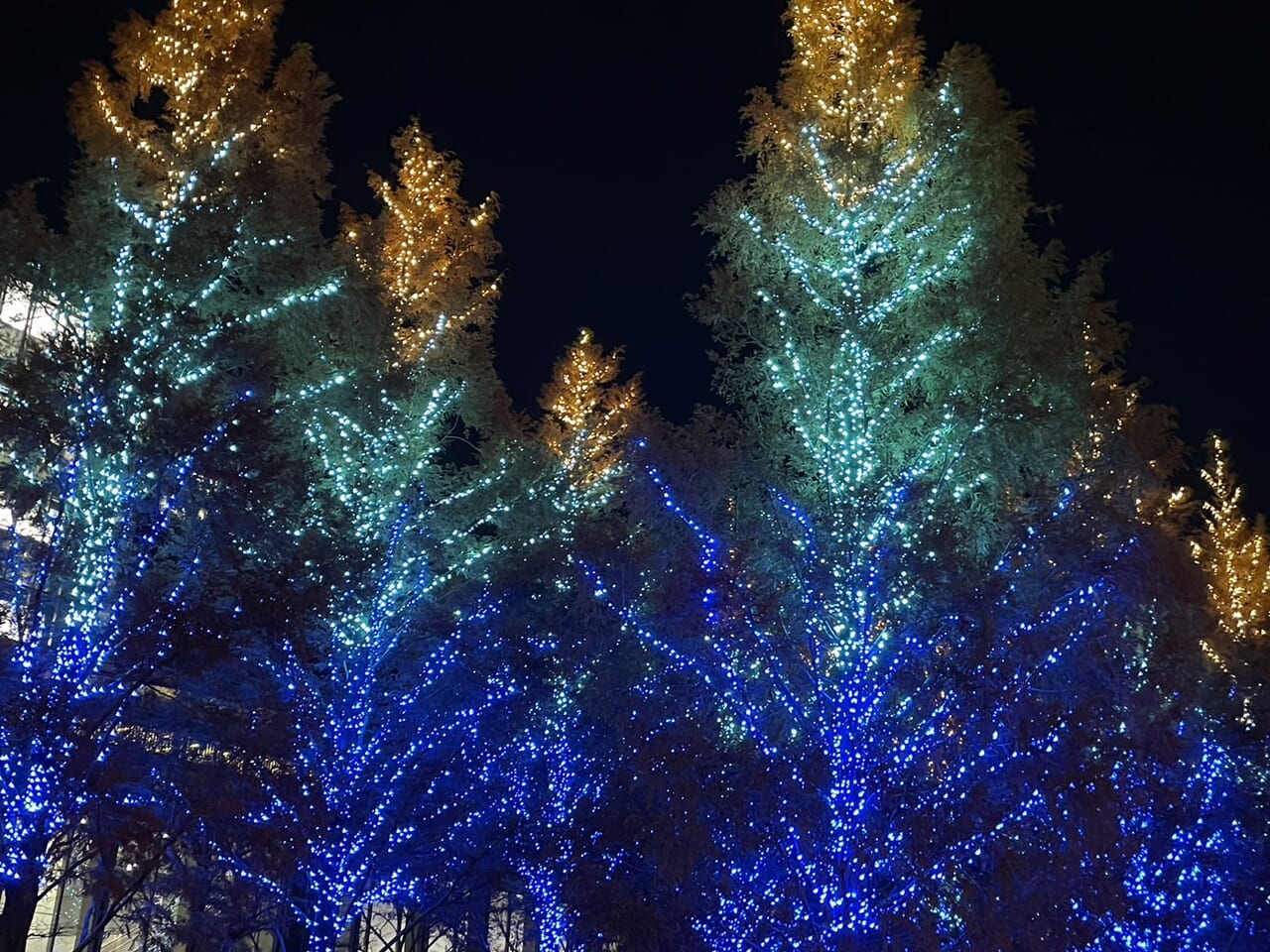 キラキラの木立は2024年2月まで