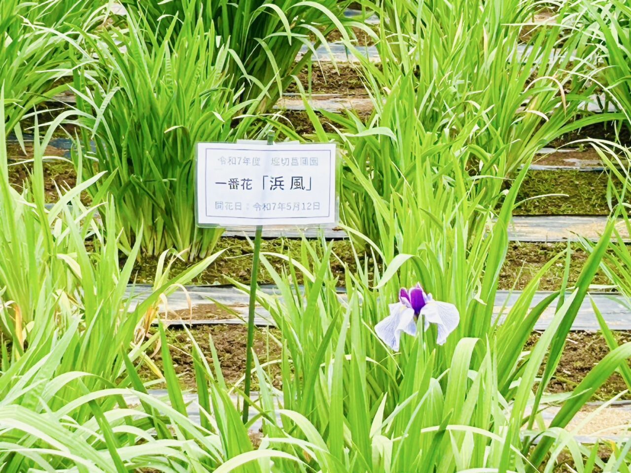 2025年の堀切菖蒲園の一番花