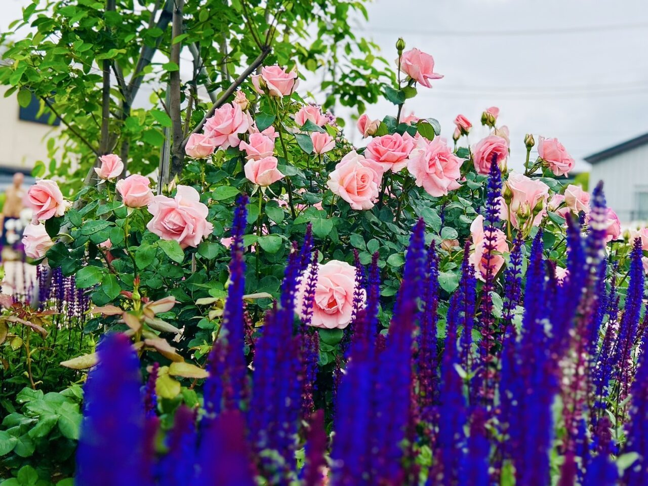 バラとほかの花々との共演も楽しい