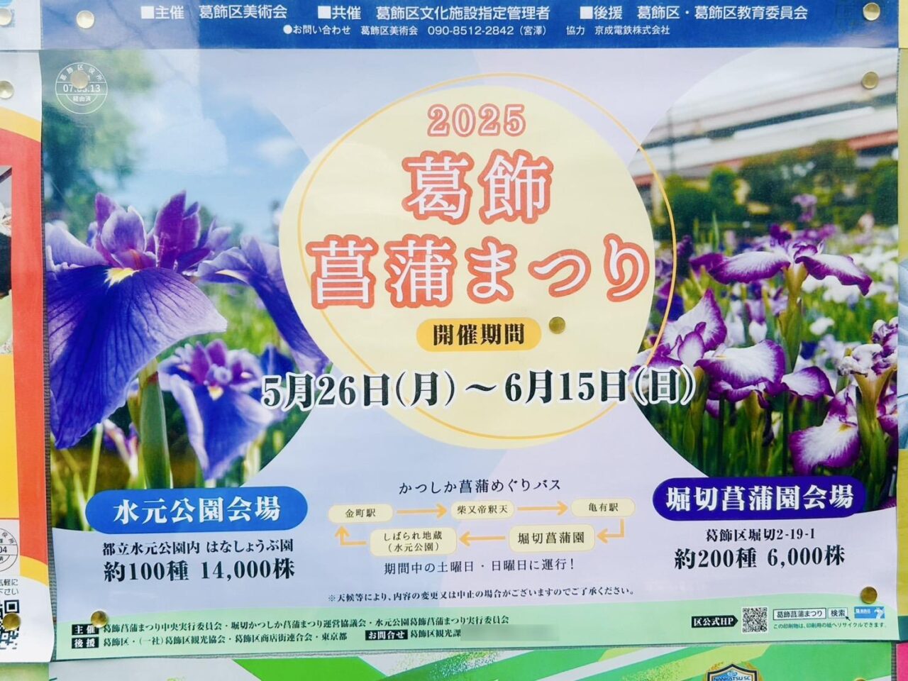 掲示板に貼りだされた菖蒲まつりのポスター