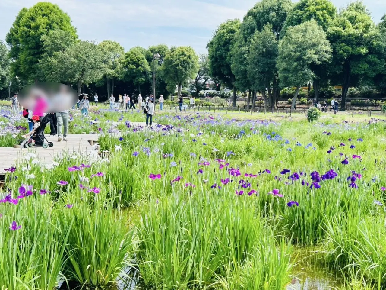 2025葛飾菖蒲まつり水元公園会場の様子