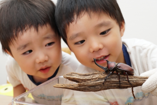 カブトムシに見入る子どもたち