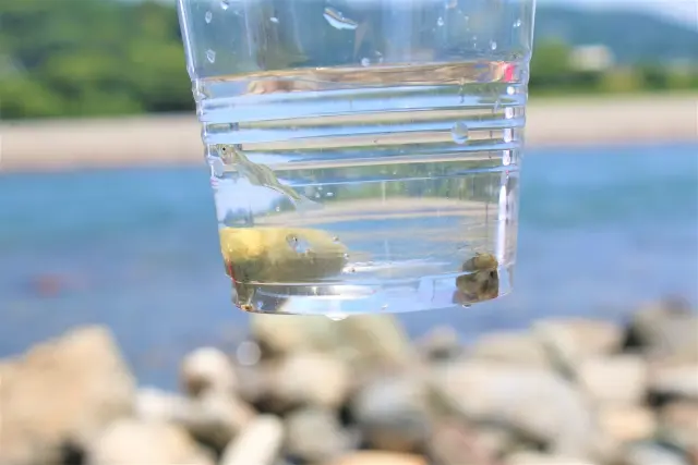 川でとった小さな魚