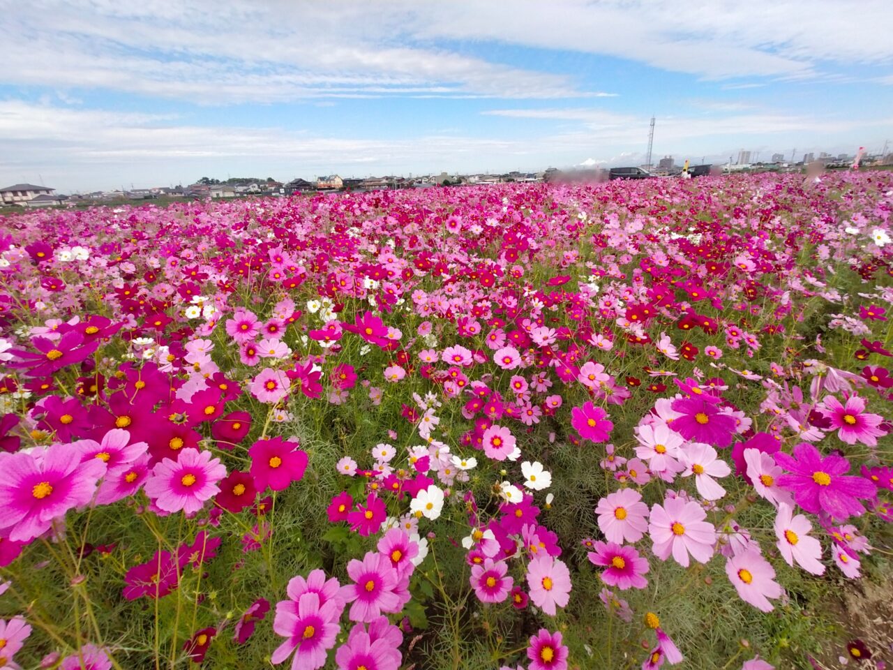赤松町のコスモス畑