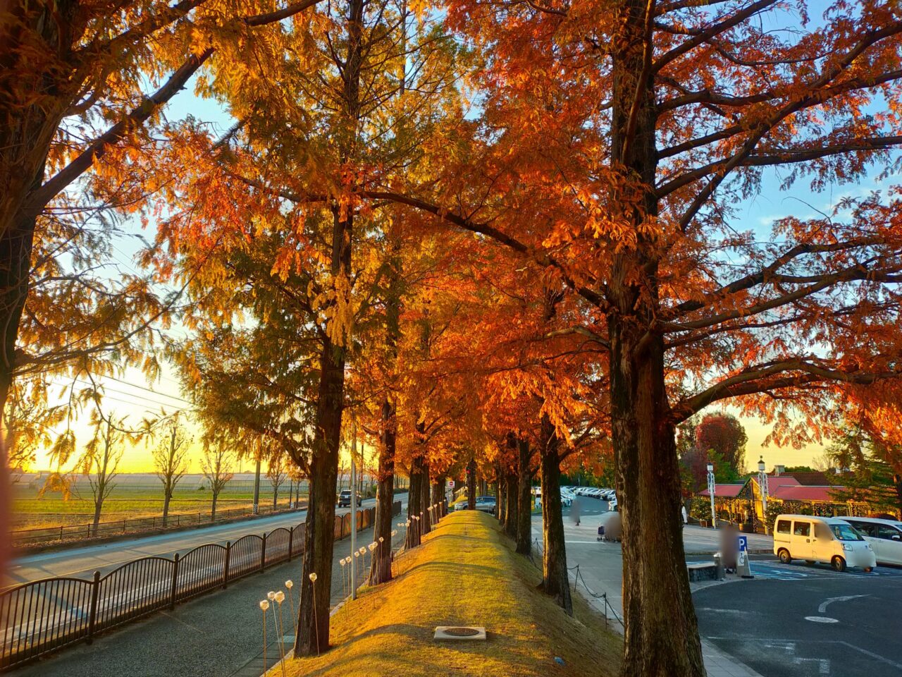 デンパークのメタセコイア並木