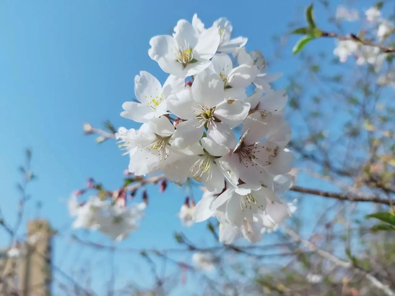 明石公園の桜