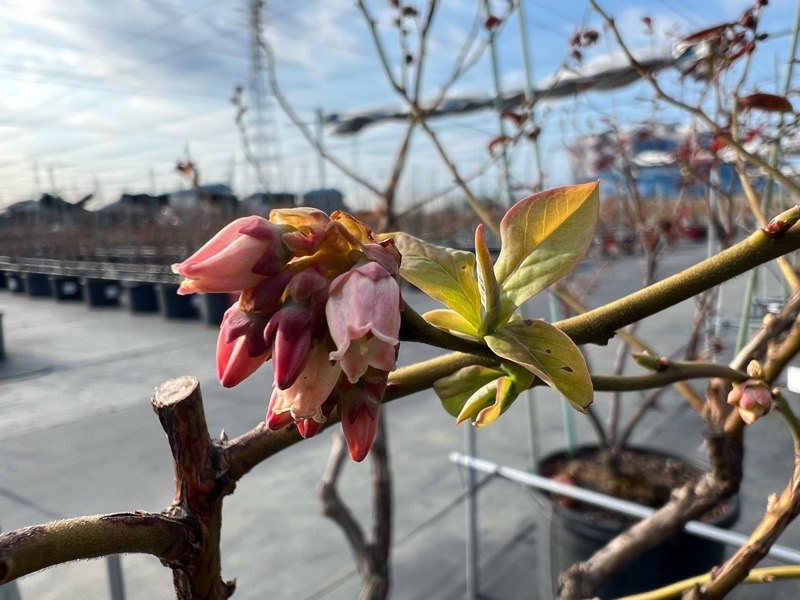 ブルーベリーの花