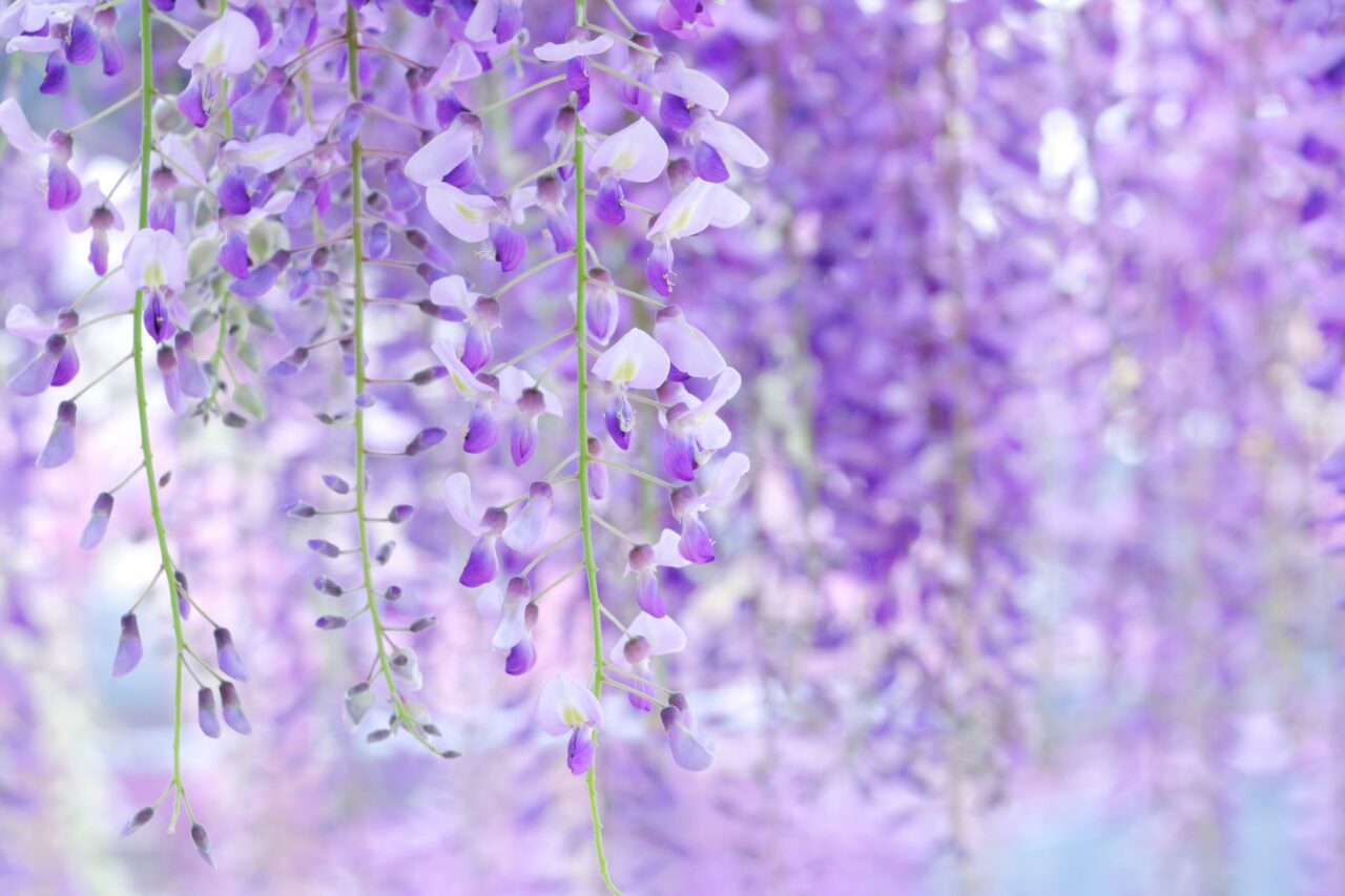 写真ACの画像