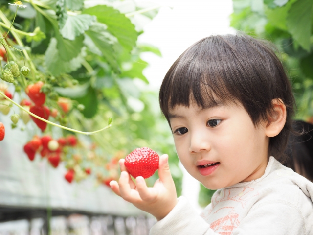 八尾市 4 10 日 アリオ八尾でイチゴ狩り 雨でもok 買い物ついでに 小学生以下限定ですよ 号外net 八尾