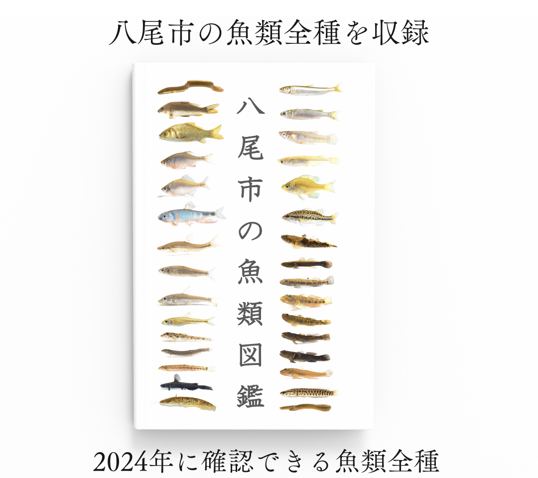 八尾市の魚類図鑑