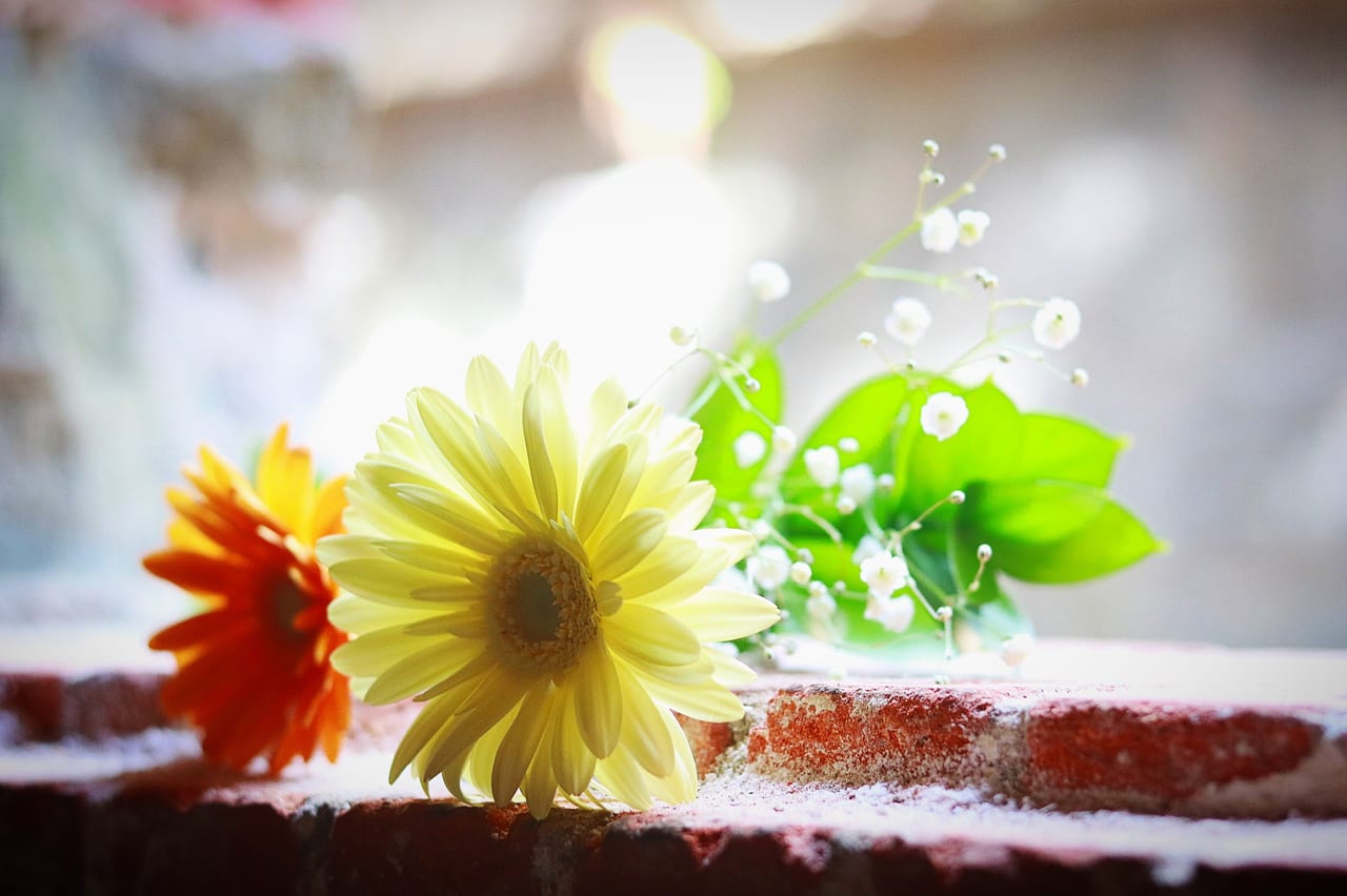 イズミヤ白梅町店3階にSeria(セリア)が2020年12月4日Newオープン