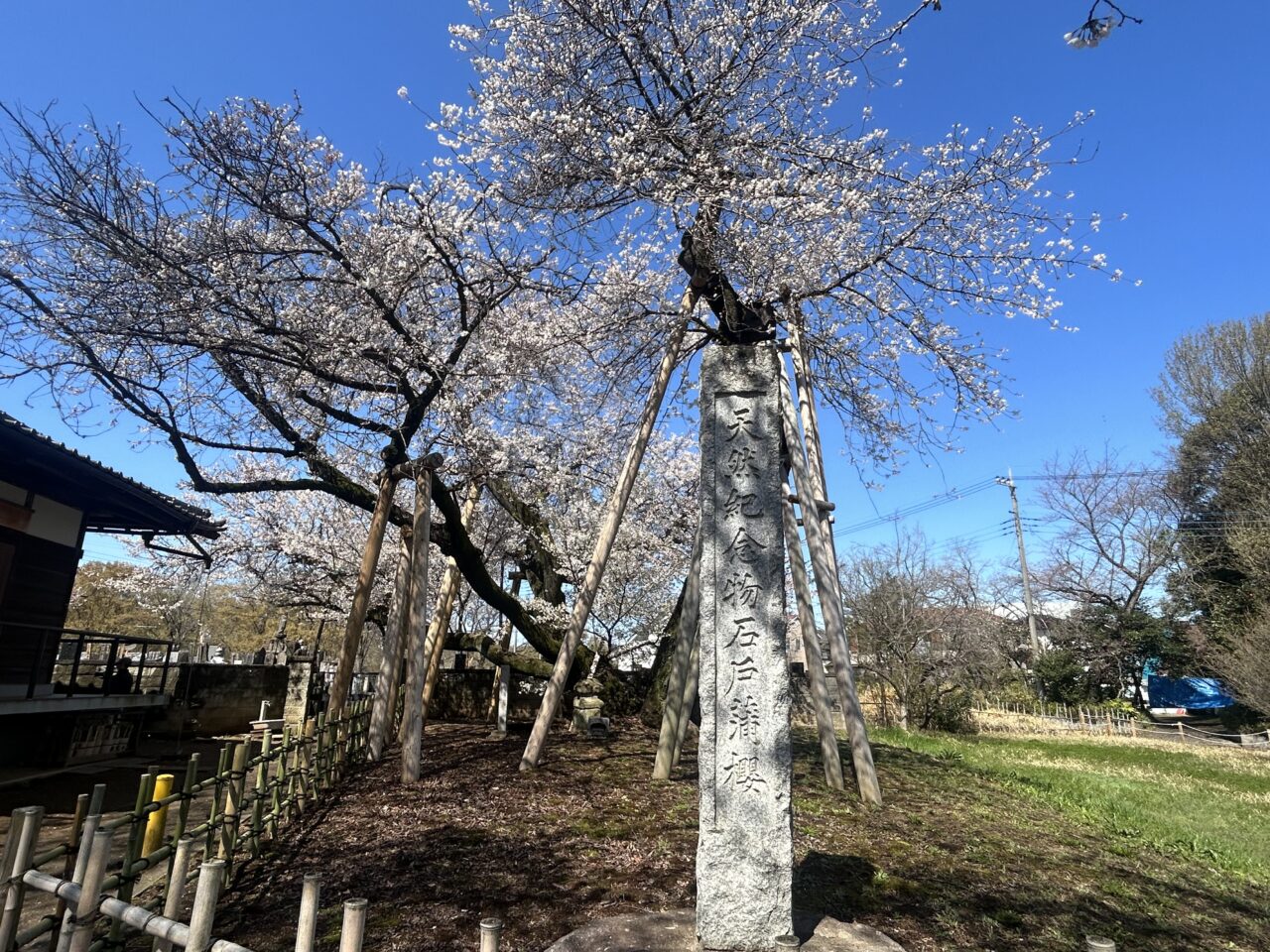 蒲ザクラ