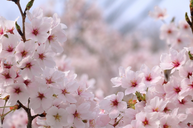 桜イメージ
