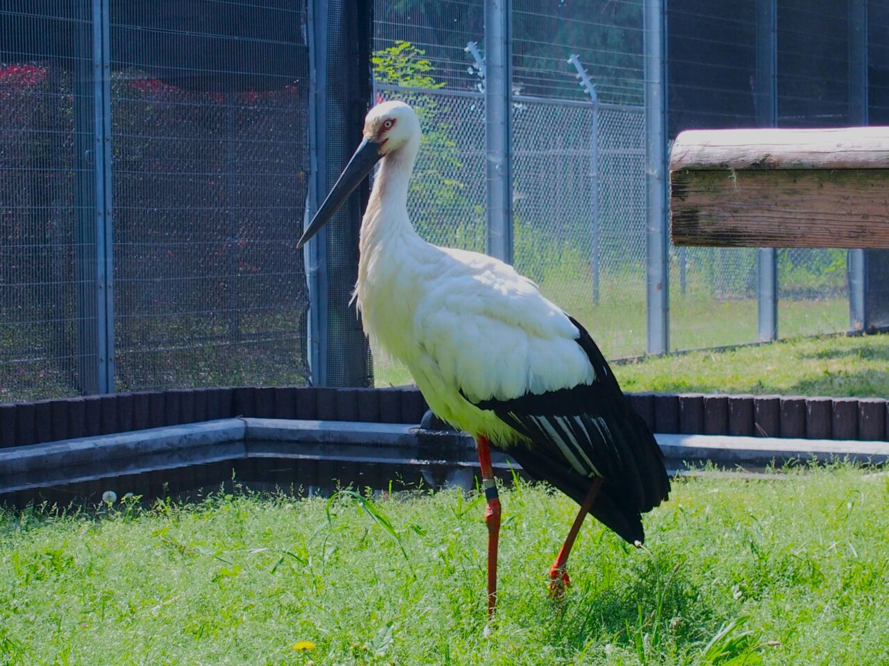 コウノトリ野生復帰センター「天空の里」のコウノトリ「空」