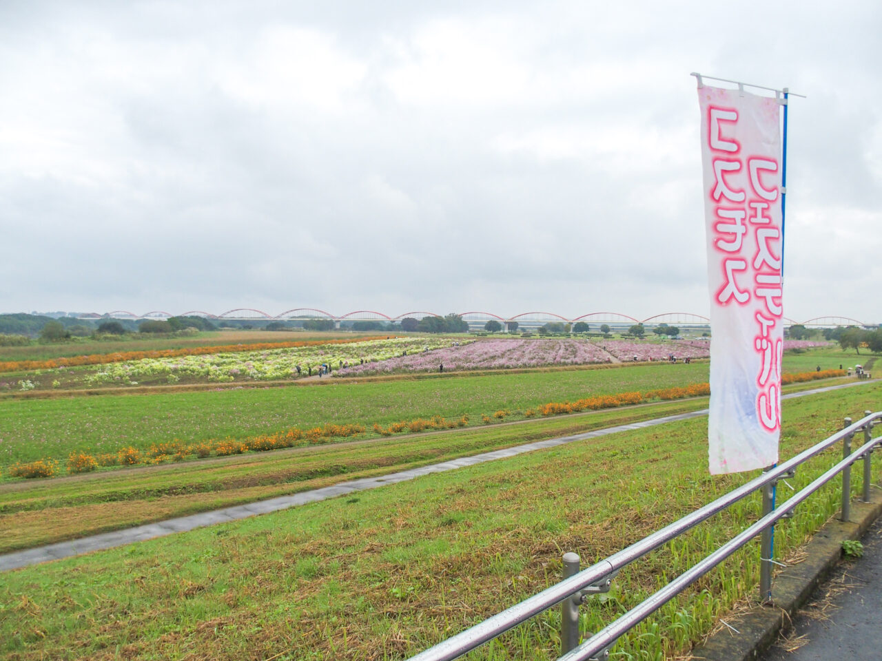 コスモスフェスティバル