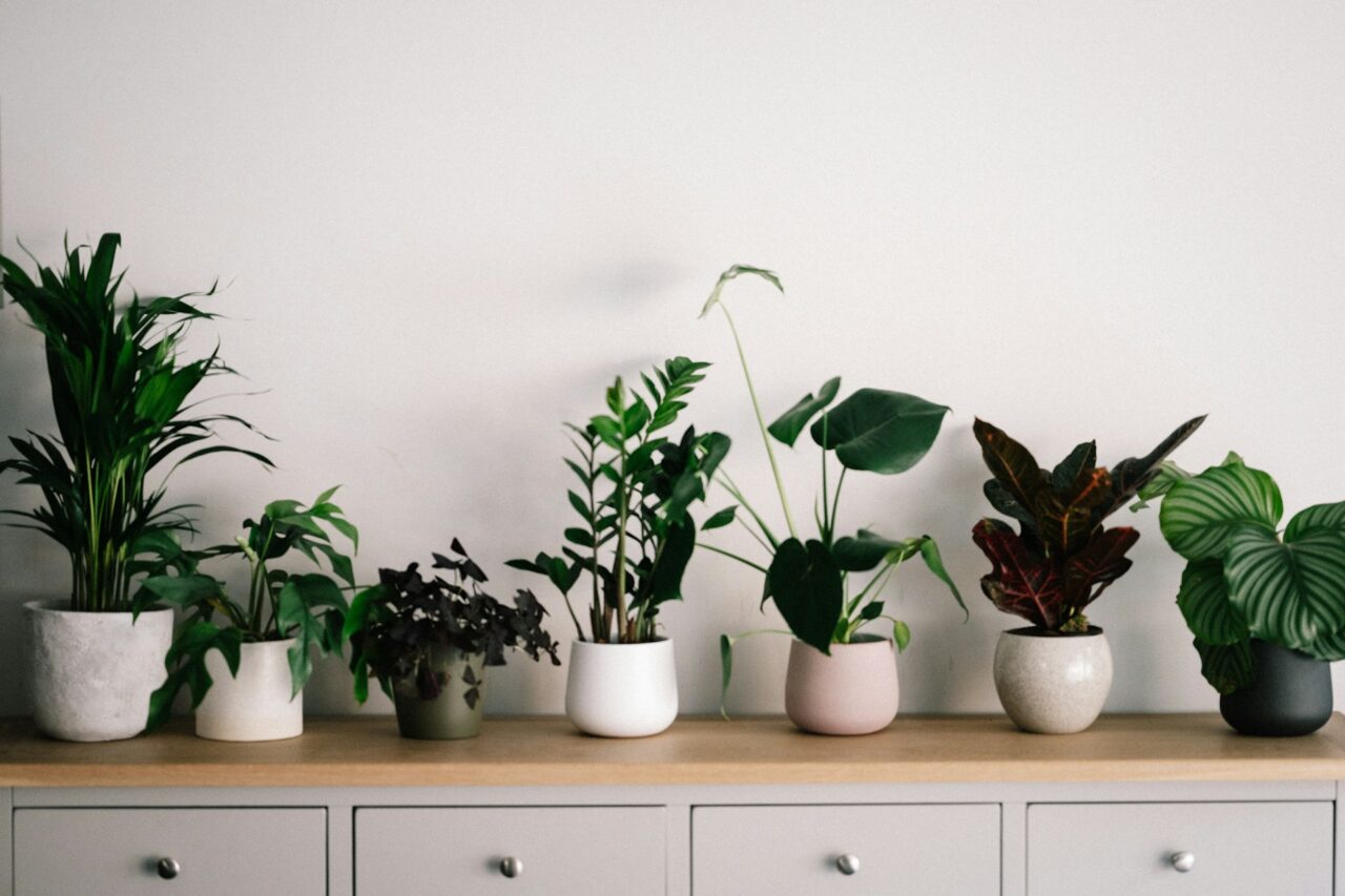 植物