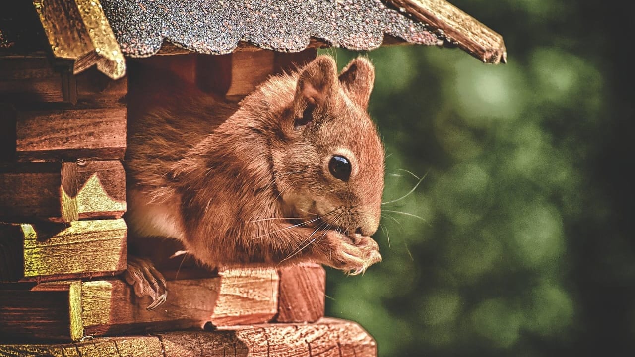 武雄市　メルヘン村　リス
