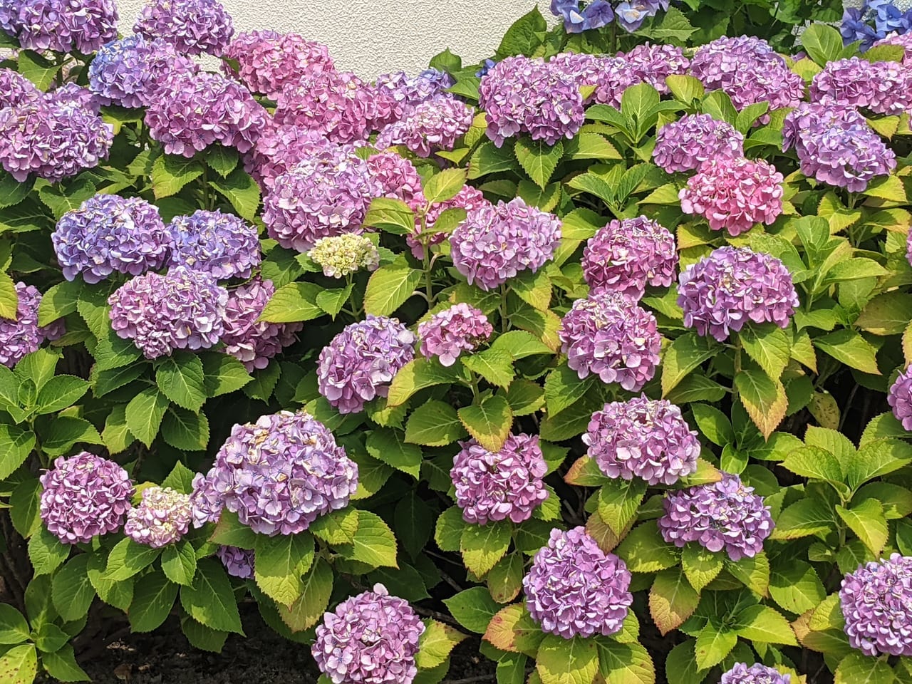 佐賀市　紫陽花