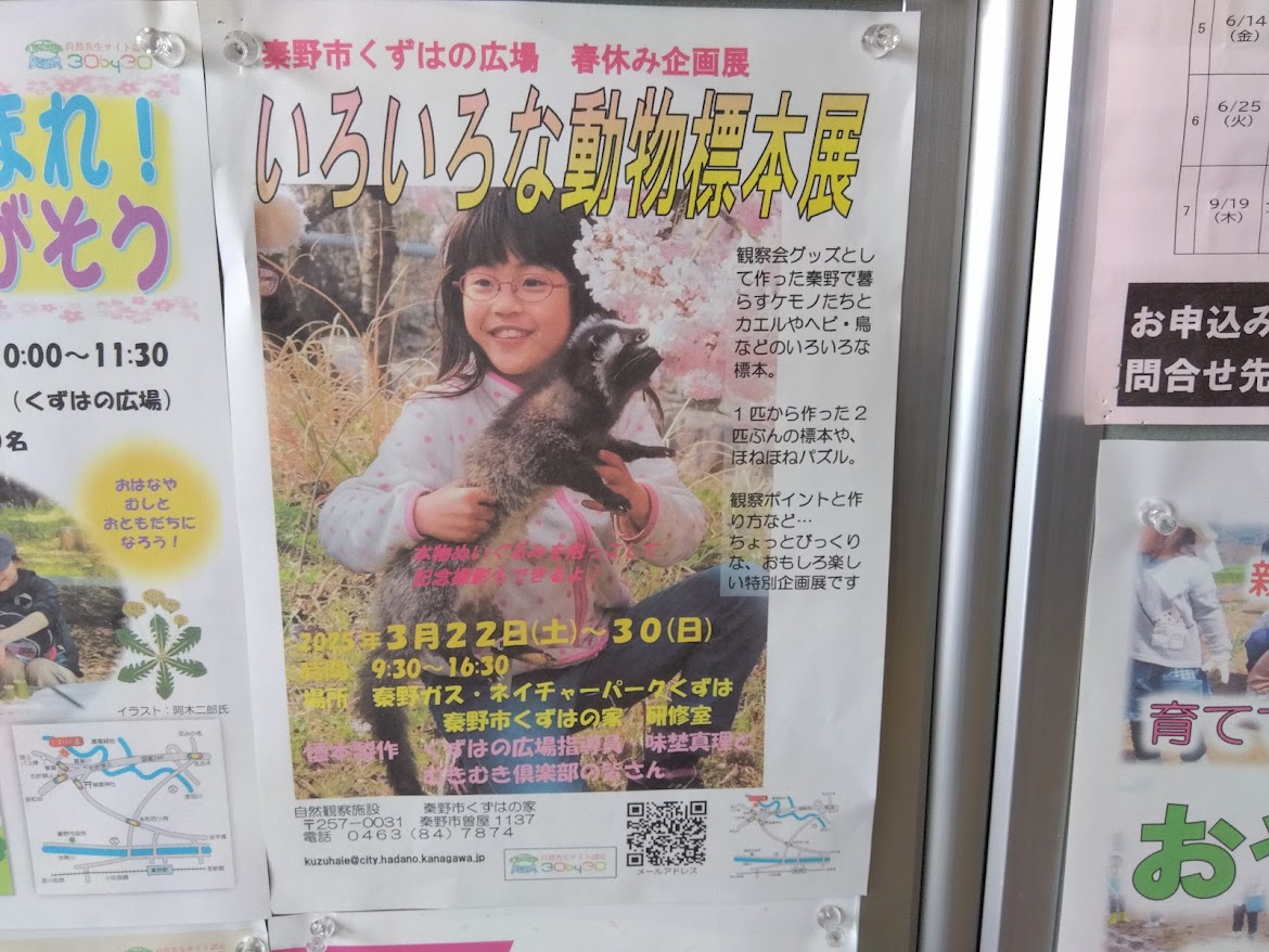 くずは