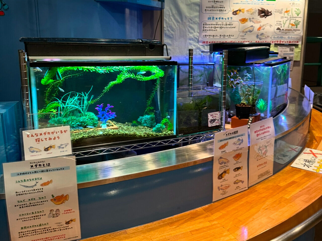 8月メダカ教室
