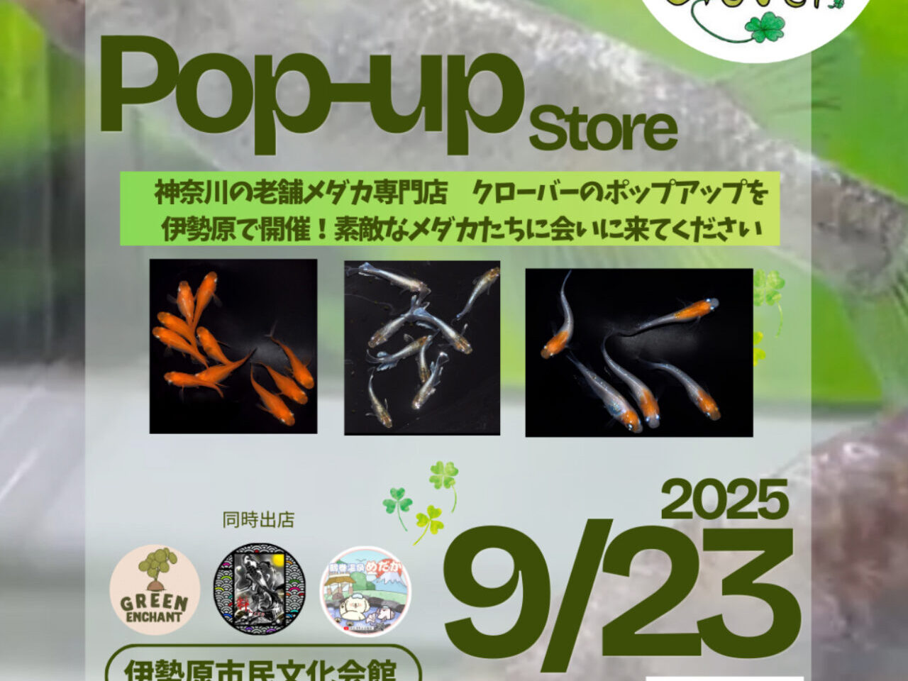 20250915クローバー