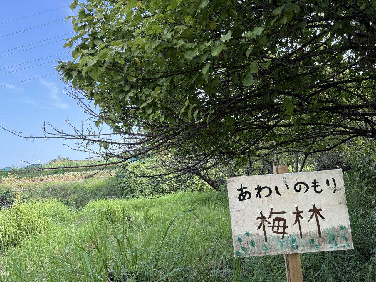 20251207あわいのもり