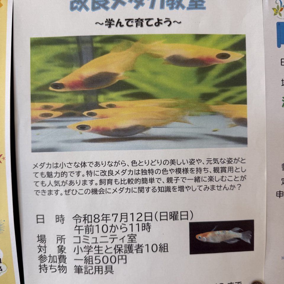 20260706_メダカ