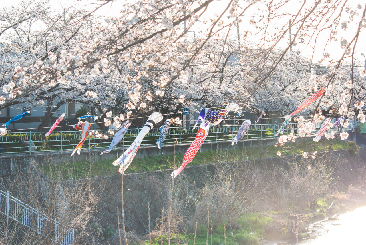 香流川の桜並木