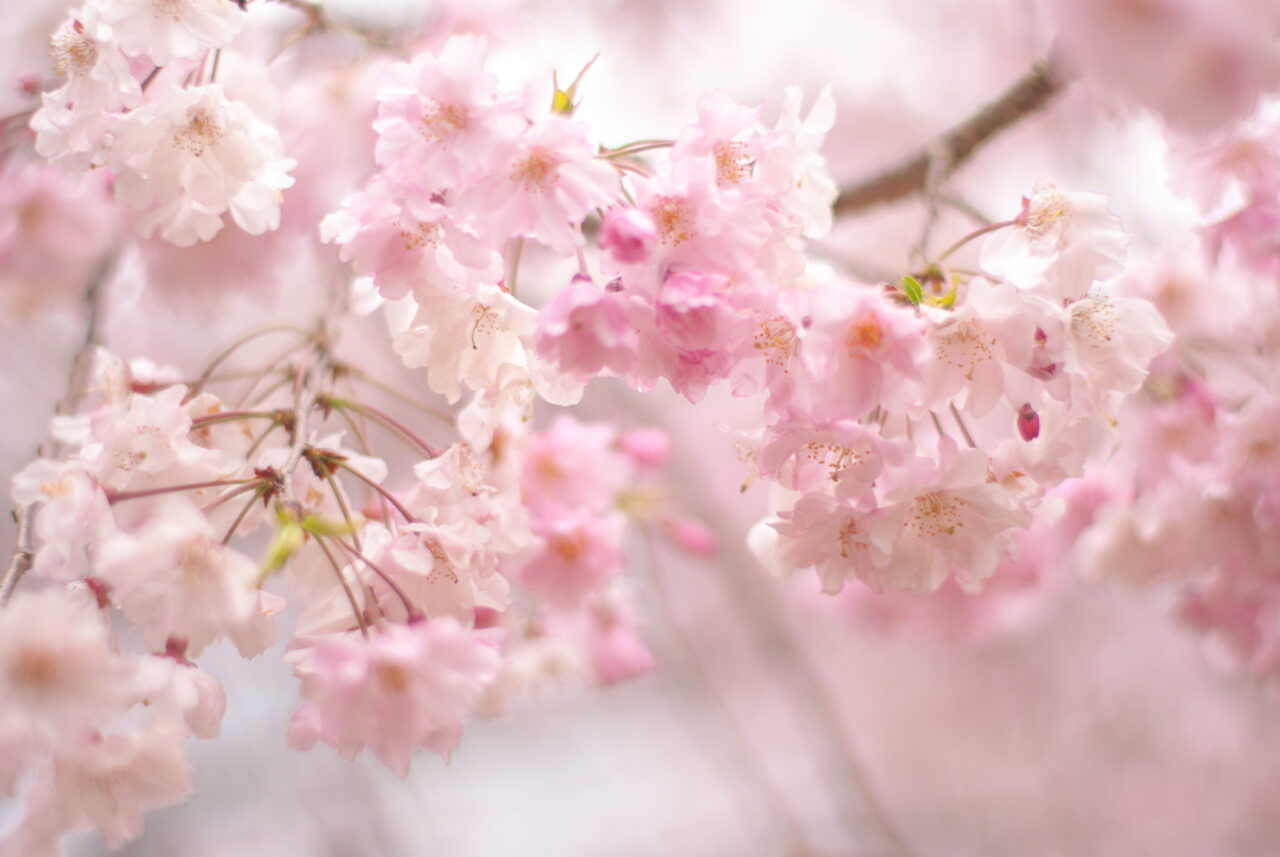 櫻の園 名古屋市千種区】まだ桜が楽しめますよ！ 平和公園の「櫻の園