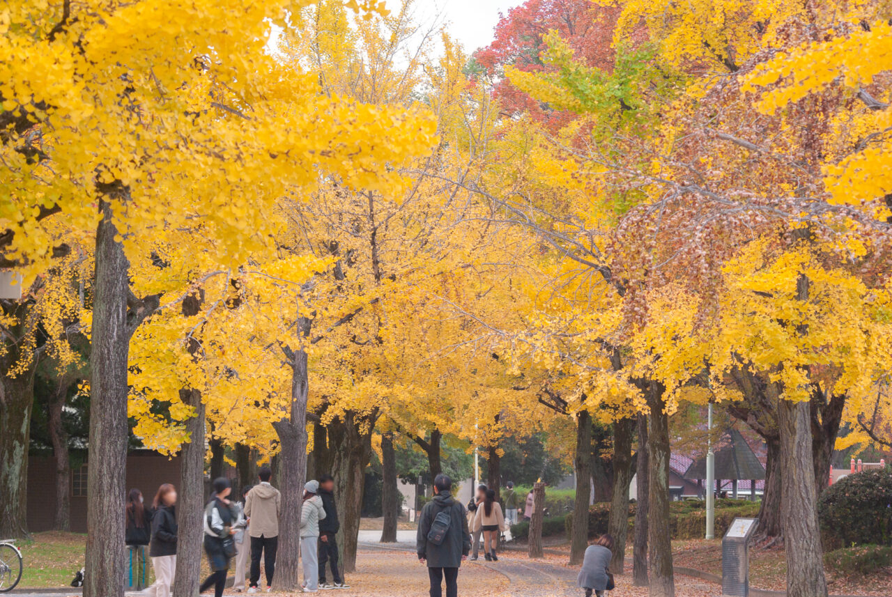 千種公園イチョウ並木