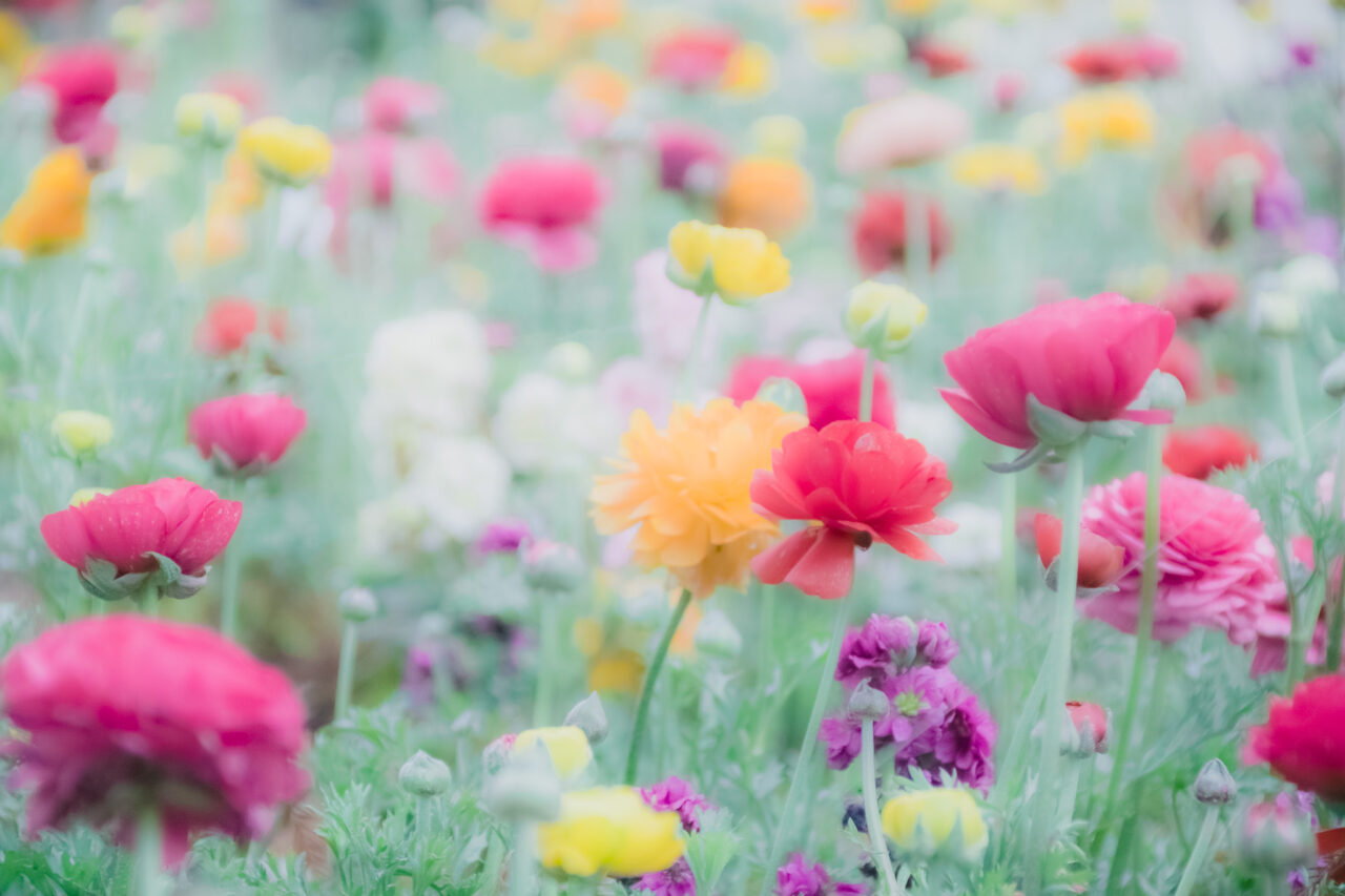 星が丘ガーデニングコンテスト