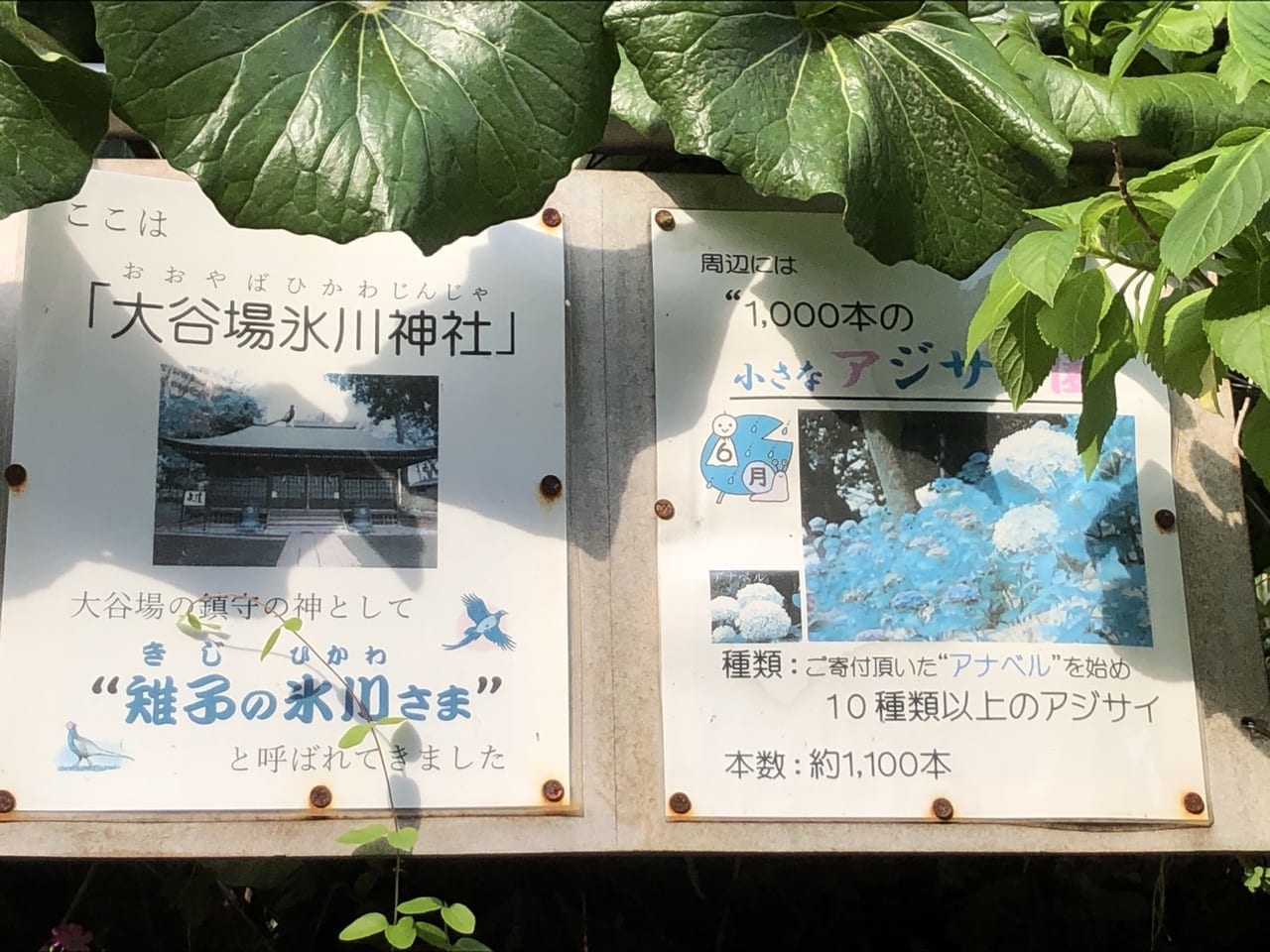 大谷場氷川神社、1000本紫陽花