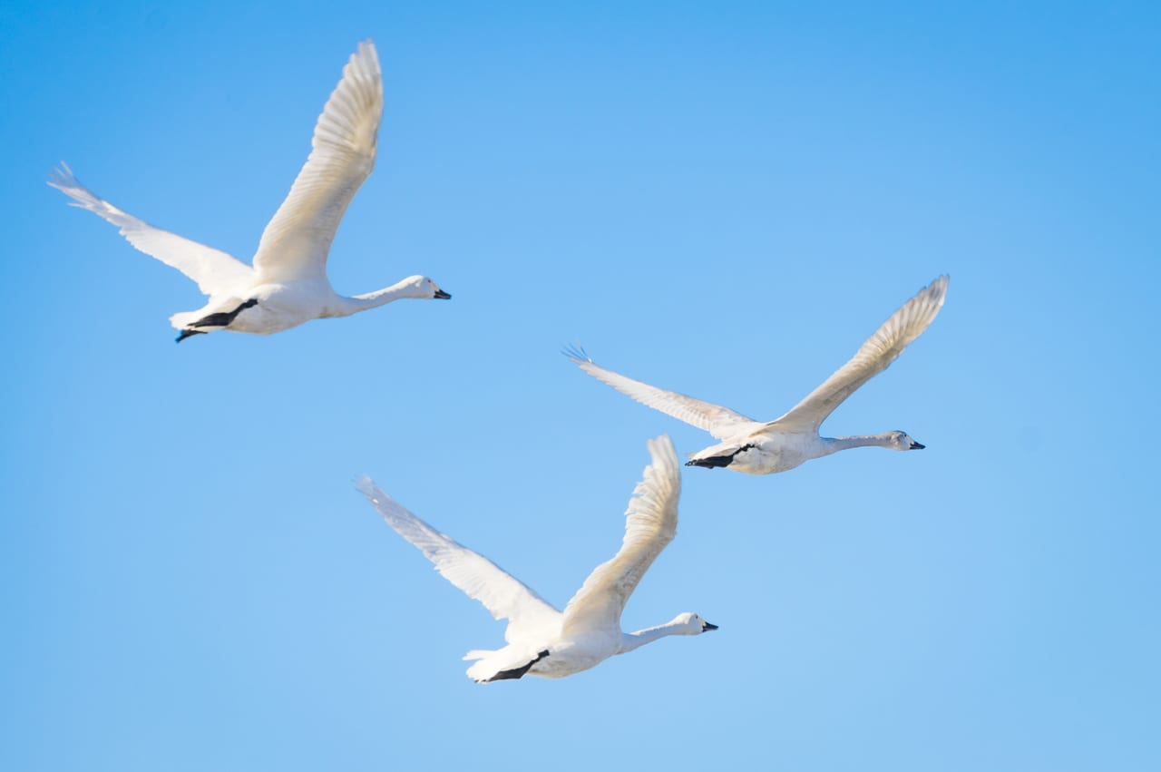 白鳥のイメージ画像