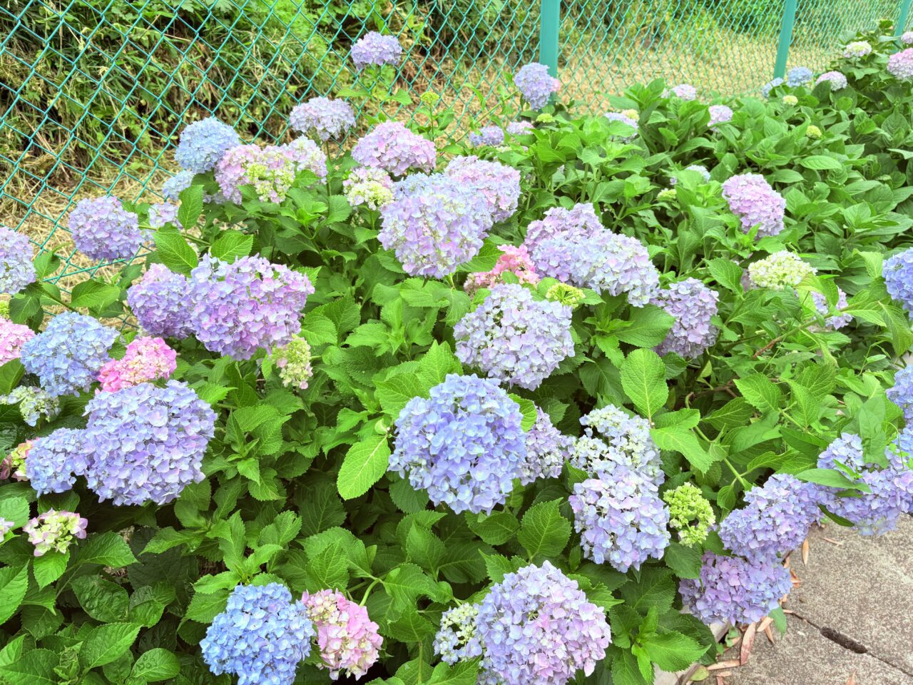 紫陽花