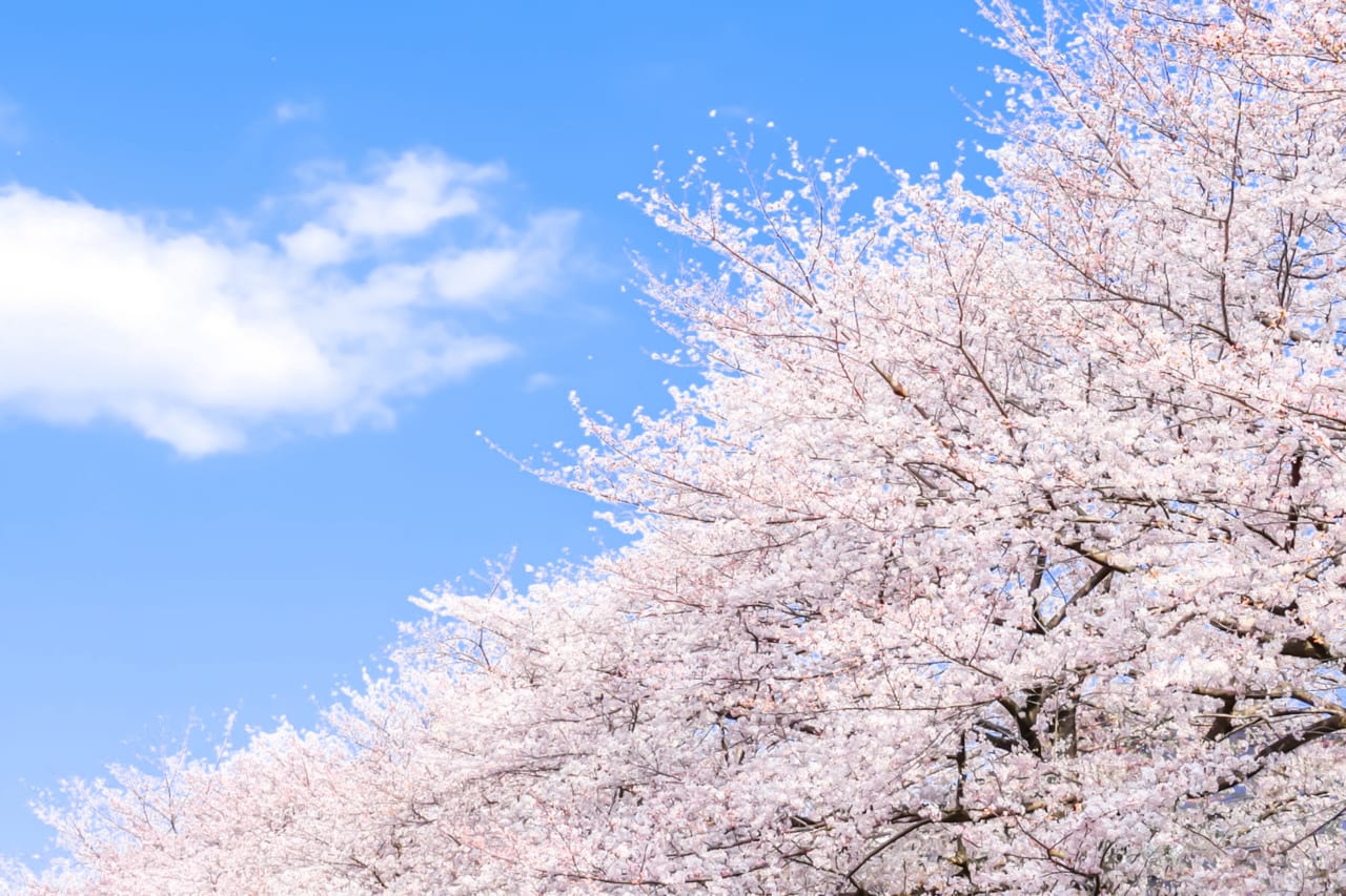 桜のイメージ写真