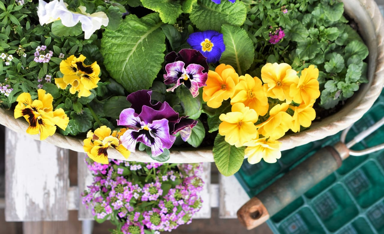 お花の寄せ植えのイメージ写真