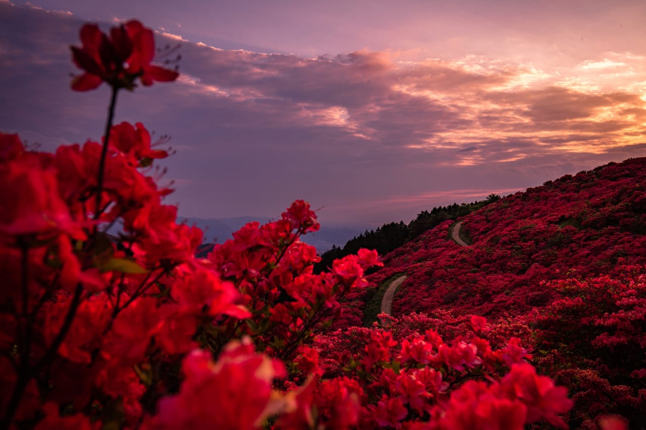 生駒市 香芝市 つつじが満開のこの時期 葛城山ロープウエイが最高ですよ 号外net 生駒市 香芝市