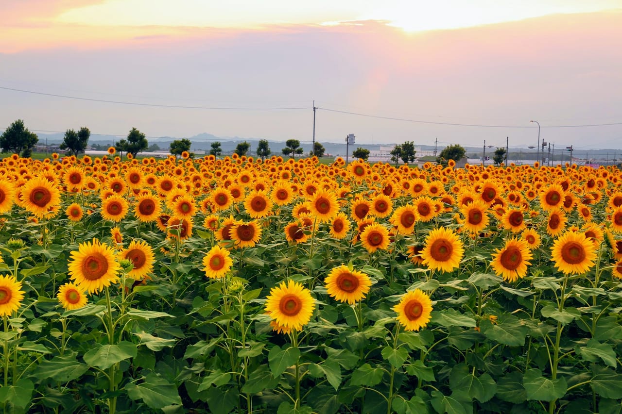 生駒市 香芝市 この週末は馬見ひまわりウィークの夏のひまわり畑へ行ってみませんか 号外net 生駒市 香芝市