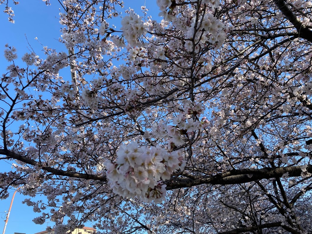 大阪市平野区 いよいよ春本番 杭全神社北側 平野郷環濠跡 と 杭全公園 へお花見に行って来ました 号外net 平野区