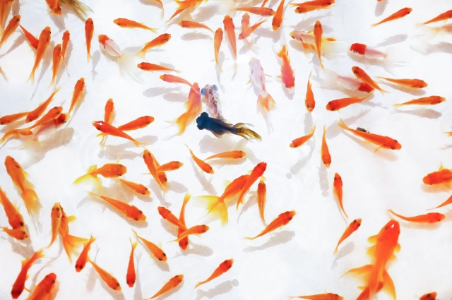 金魚すくいイメージ画像