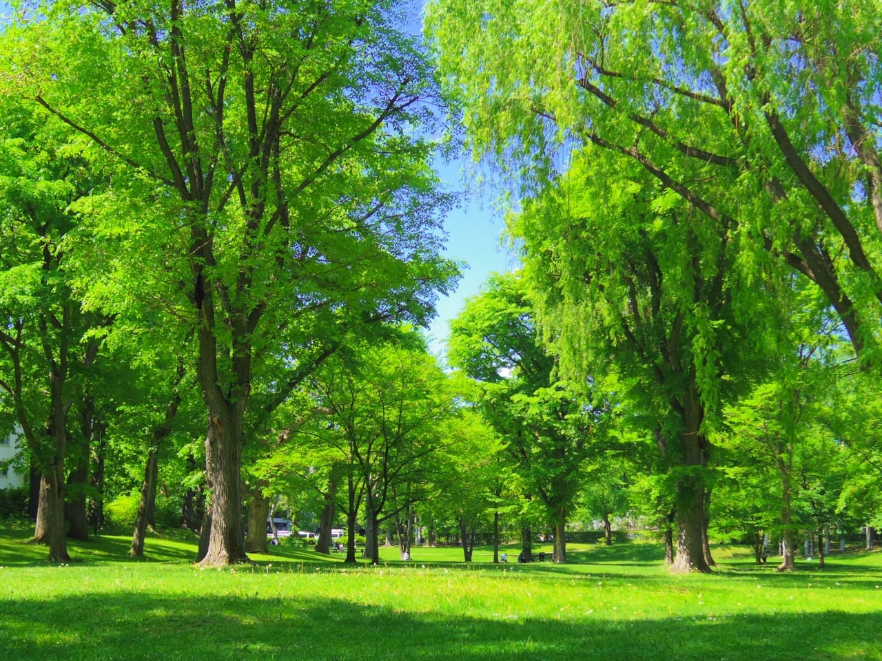 北海道大学のイメージ写真