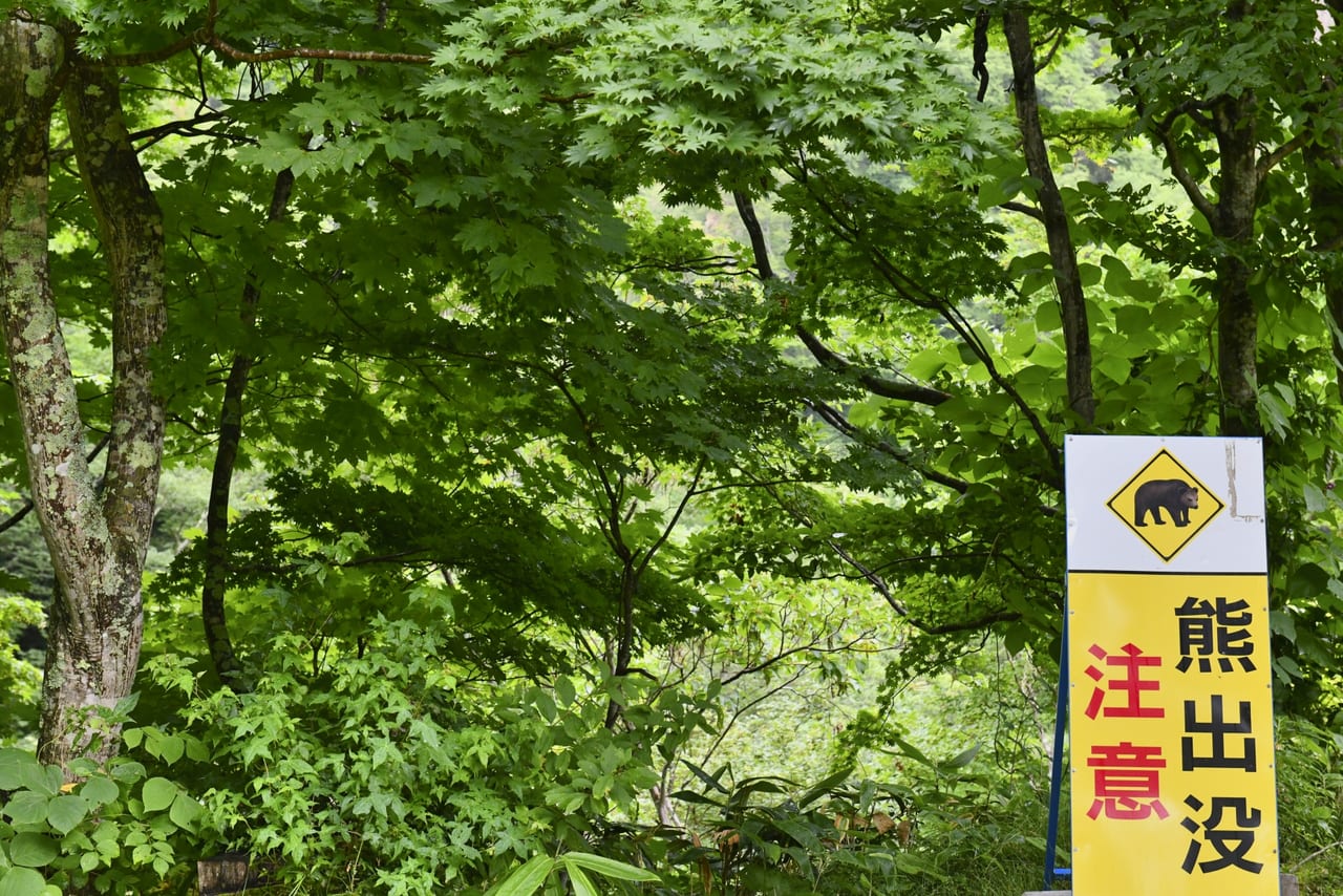 熊注意