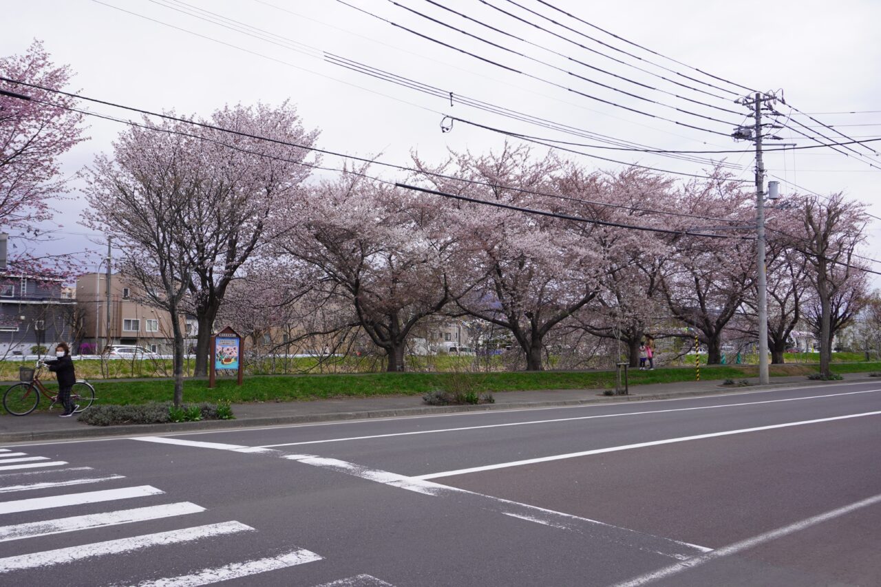 新川さくら並木