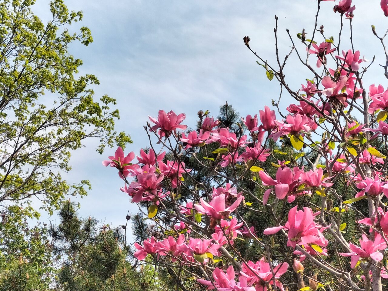百合が原公園