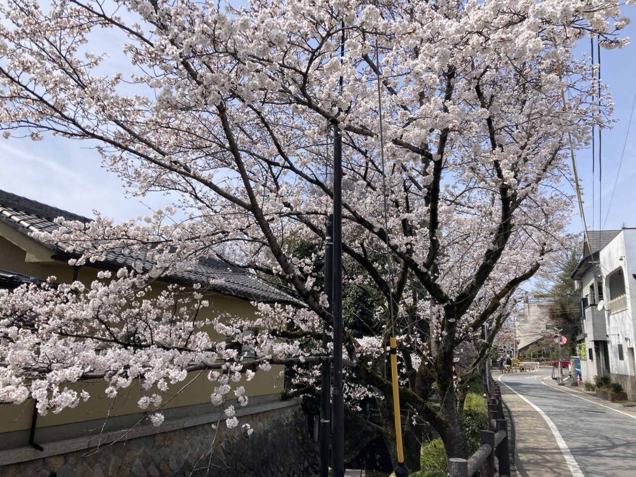 さくらまつり7