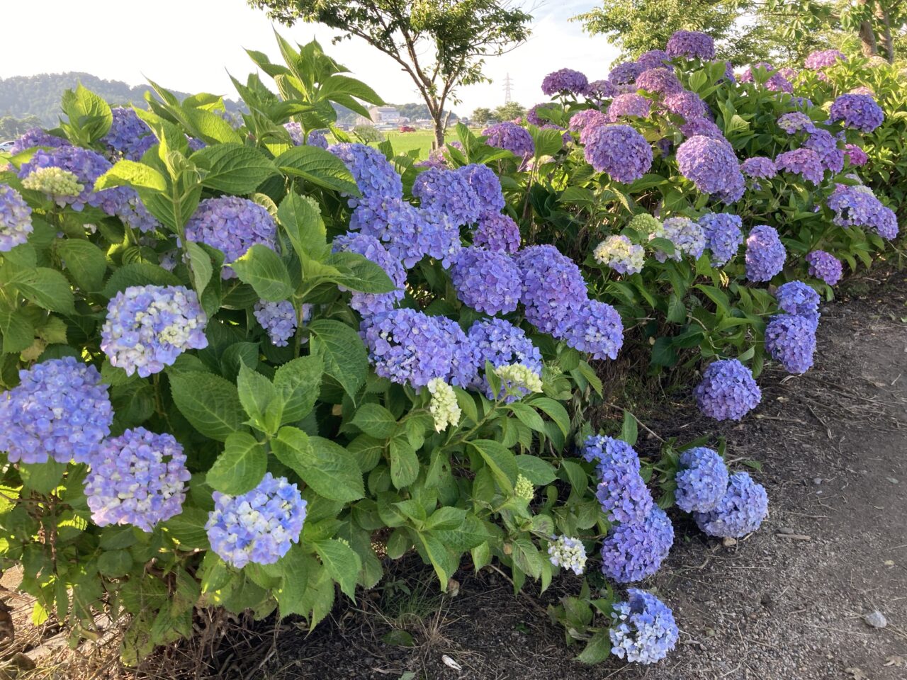 紫陽花5