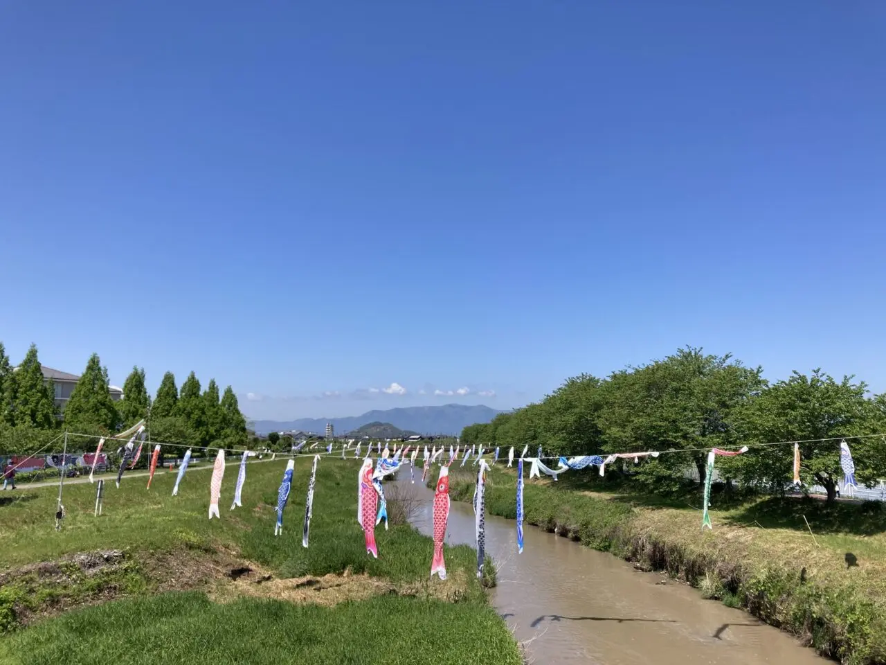 こいのぼり5