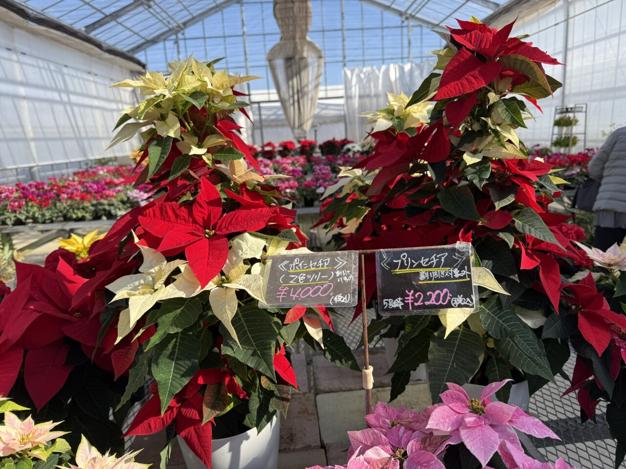 2025年ニヘイポインセチア
