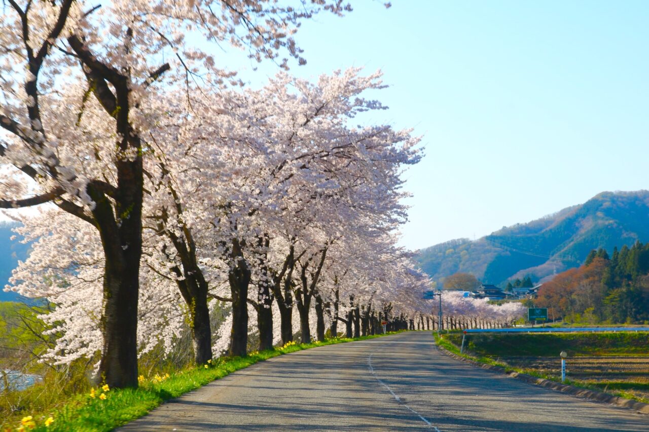 2026年さくらまつり1